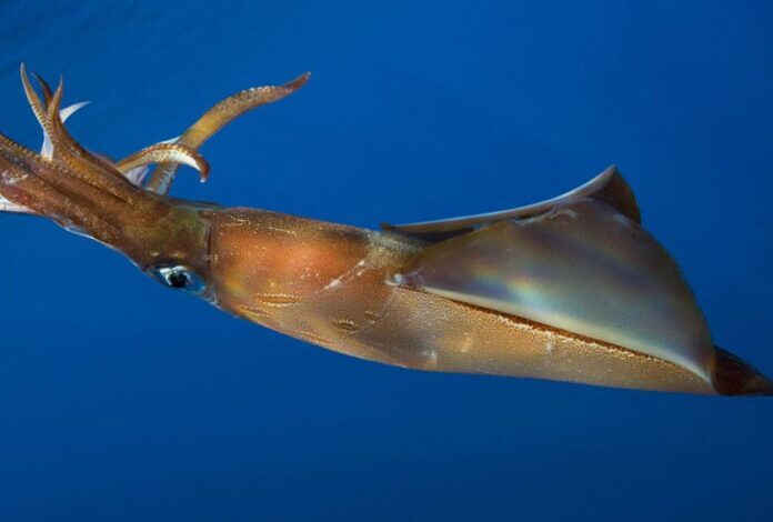 Muere majestuoso calamar gigante en playa de Sudáfrica