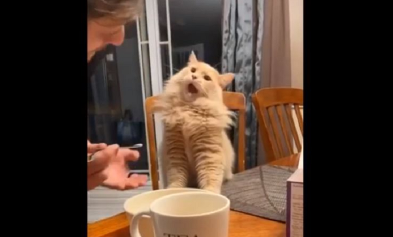 Gatito come helado y su reacción lo convierte en estrella de TikTok