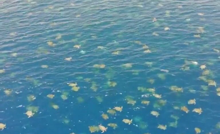 Captan más de 60 mil tortugas en el océano