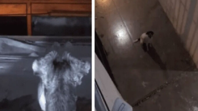 Perritos protagonizan escena de amor en Tik Tok