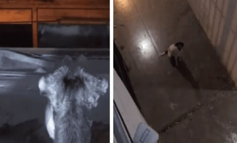 Perritos protagonizan escena de amor en Tik Tok