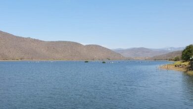 Proponen viveros forestales en cada municipio para reverdecer el país y recuperar el agua