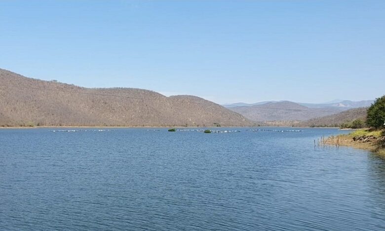 Proponen viveros forestales en cada municipio para reverdecer el país y recuperar el agua