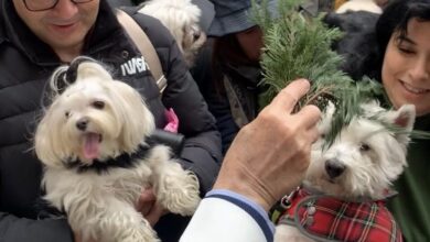 Personas llevan a sus mascotas a bendecir por el día de San Antonio Abad