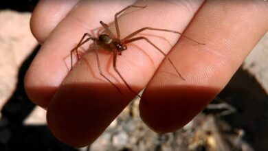 ¿Qué pasa si te pica una araña violinista?