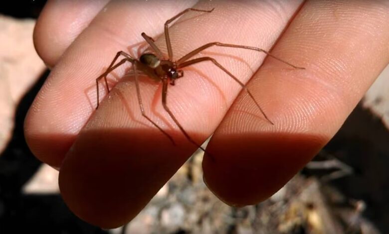 ¿Qué pasa si te pica una araña violinista?