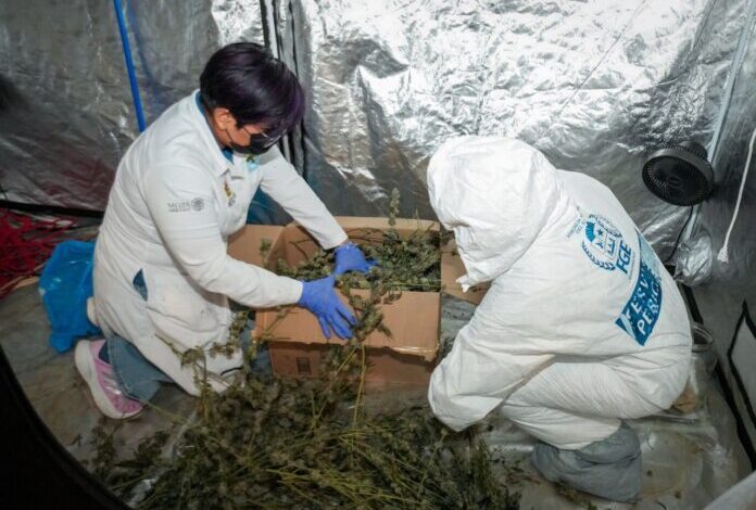 Desmantelan invernadero donde cultivaban marihuana en Cancún