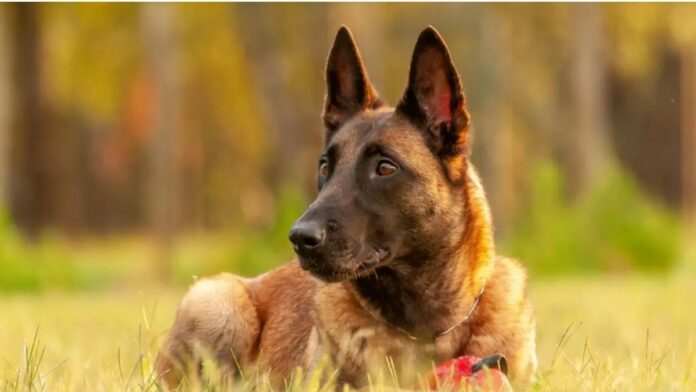 Pastor Belga Malinois, el perro más inteligente del mundo